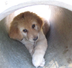 chiot de Sonate  6 semaines